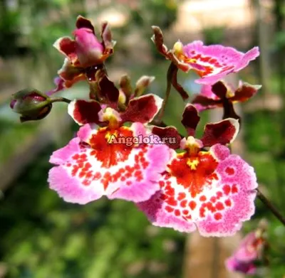 Цветение орхидеи толумния (Tolumnia Jairak Flyer 'Golden Sunset') - YouTube