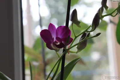 Tolumnia Jairak Rainbow Orchid Plant Blooming Thailand CITES # 2 + PHYTO  certifi | eBay
