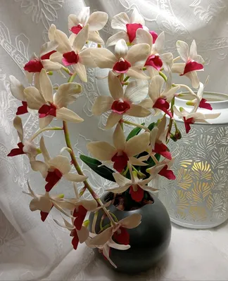 Толумния Культурная Орхидея — стоковые фотографии и другие картинки Азия -  Азия, Без людей, Ботаника - iStock