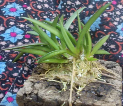 Дендробиум фаленопсис(Dendrobium phalaenopsis) - «Даже у начинающих, орхидея  будет расти не по дням, а по часам! ( + фото моего дендробиума)» | отзывы