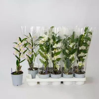 Дендробиум орхидея: уход в домашних условиях, фото, виды, пересадка,  болезни цветка