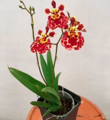 Орхидея Дендробиум Нобиле по цене 3750 ₽ - купить в RoseMarkt с доставкой  по Санкт-Петербургу