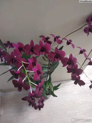 Tolumnia Jairak Rainbow Orchid Plant Blooming Thailand CITES # 2 + PHYTO  certifi | eBay
