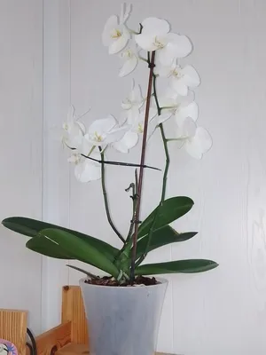 Орхидея толумния - 77 фото