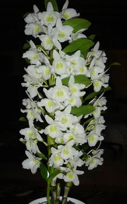 Купить недорого орхидеи Дендробиум в горшке с доставкой по Москве