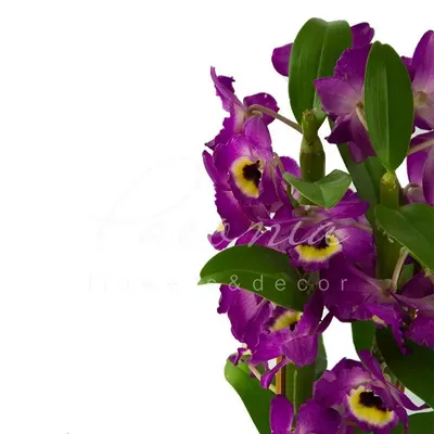 Орхидея толумния – описание, уход, фото, где купить, цена