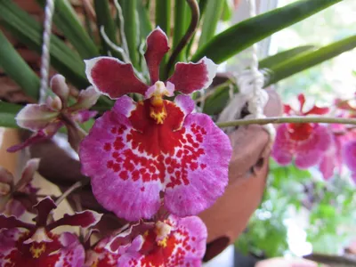 Малочисленный род толумния (Tolumnia), относящийся к семейству орхидные,  лишь недавно был выделен из более крупн… | Types of orchids, Beautiful  orchids, Cool plants