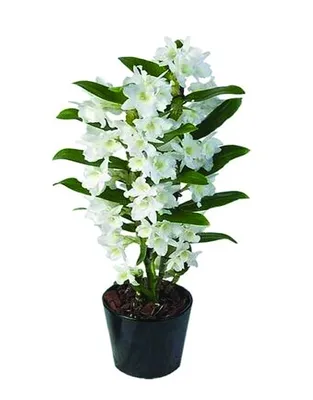 Купить Искусственные Орхидеи Дендробиум 2 ветки белые яркие в черно-белом  кашпо, 55см, ФитоПарк по выгодной цене в интернет-магазине OZON.ru  (558945348)