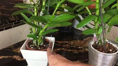Дендробиум фаленопсис(Dendrobium phalaenopsis) - «Дневник одной орхидеи» |  отзывы