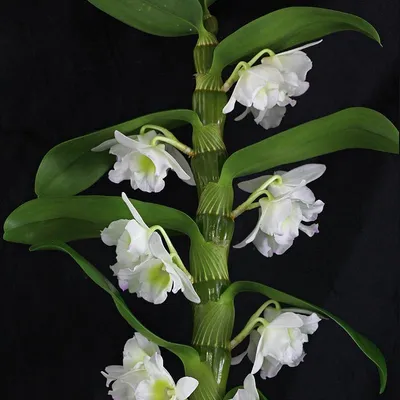 Дендробиум Орхидея Цветущая: 1 000 грн. - Комнатные растения Винница на Olx