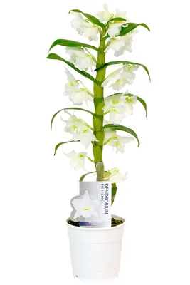 Орхидеи и орхидные - Горячее. Сообщества | Пикабу