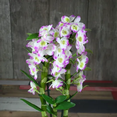 Дендробиум благородный | Орхидеи дендробиум, Декор растений в помещении,  Орхидеи