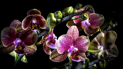 Купить Дендробиум (орхидея) 12*65 Nobile микс оптом | Paeonia