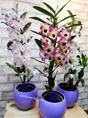Как ухаживать за орхидеей Дендробиум нобиле. Свет, полив и удобрение для  орхидеи. - YouTube