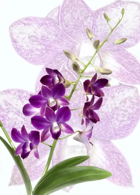 Орхидеи в крапинку веснушки - 57 фото