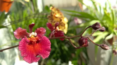 Орхидея Дендробиум купить в Москве