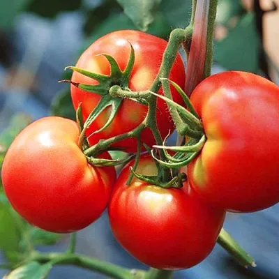 Томат Белфорт F1 - супер томат, чудо в теплице. Высокоурожайный,  высокорослый, самый сладкий - YouTube