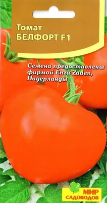 Семена томат белфорт f1 belfort f1 enza zaden | Купить недорого в  Интернет-магазине | Цена от 3490 ₽ | Официальный сайт агровыбор.ру
