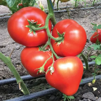Семена томатов (помидор) Белфорт F1 купить в Украине | Веснодар
