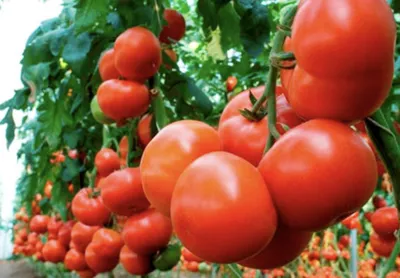 Разнообразные овощи, Томаты АГРОСС Томат - купить по выгодным ценам в  интернет-магазине OZON (766596355)