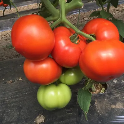 Extension Explores: Preserving Tomatoes | Bedford County