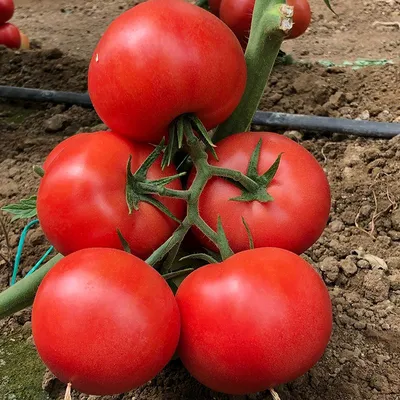 Полный цикл: в Кызылординской области начнут перерабатывать томаты | LS
