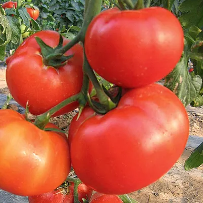 Ask Burton: When do I Plant My Tomatoes? - Covingtons