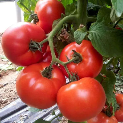 Tomato (Solanum lycopersicum), heart-shaped, vegetable garden, Belfort,  France Stock Photo - Alamy