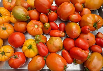 Cole Haan Izzie Clutch Cherry Tomato Bedford NEW | eBay