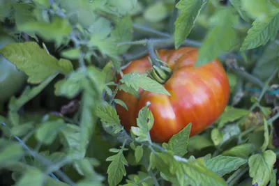Cole Haan Izzie Clutch Cherry Tomato Bedford NEW | eBay
