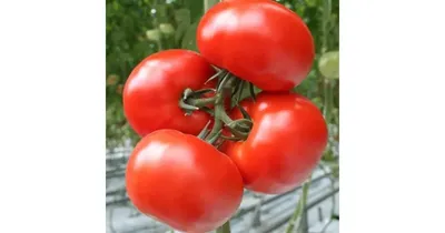 Семена томата Беллфорт F1 (Bellfort F1)(Белфорт) 500 с (Е27.34680)  (ID#36445842), цена: 1674.40 ₴, купить на Prom.ua