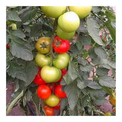 Купить томат Белфорт F1 10 семян цена в интернет-магазине Agromarket50