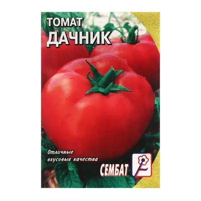 Томат Дачник: характеристика и описание сорта, выращивание и уход |  Домашнее хозяйство | Дзен