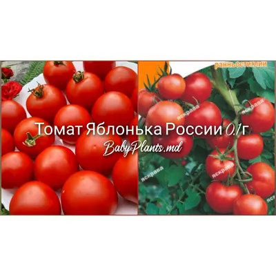 Томат Яблонька России: описание сорта. Выбор тех, у кого мало времени на  уход за помидорами | Лайфхаки и полезные советы | Дзен