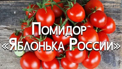 Томат \"ЯБЛОНЬКА РОССИИ\"