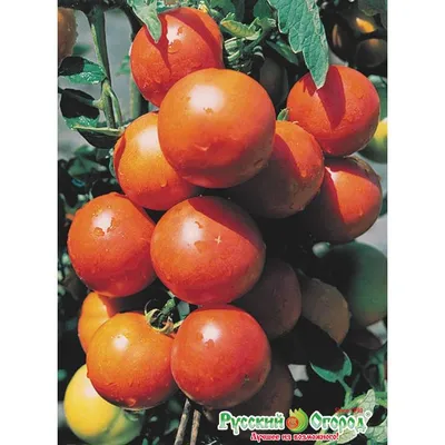 Купить томат яблонька россии (опт) по цене 17,94 руб. в интернет магазине  \"Первые Семена\"