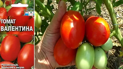 Семена томатов | томат яблонька россии 0,1 г для переработки кустовой  ранний, империя семян