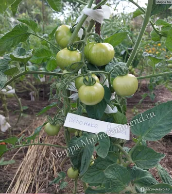 Семена томат Яблонька России, 0,1 г (ID#913545133), цена: 4 ₴, купить на  Prom.ua