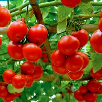 Семена томат Кольчуга Яблонька россии Е00170 1 уп. - купить в Москве, цены  на Мегамаркет