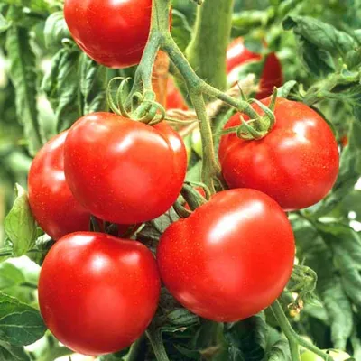 https://irecommend.ru/content/mozhno-li-sazhat-prosrochennye-semena-tomatov-urozhainyi-tomat-yablonka-rossii-kotoryi-ne-tr