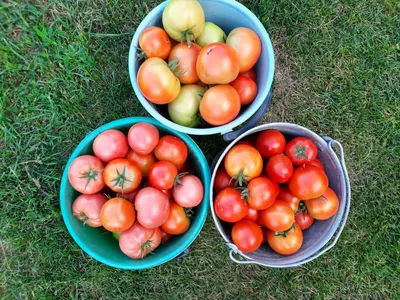 Вред и польза томатов. Какие томаты полезнее — приготовленные или сырые? —  читать на Gastronom.ru