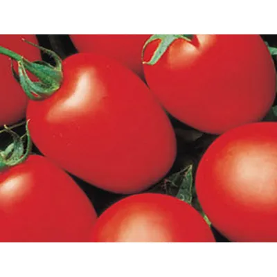 Эти томаты – ТРИКОЛОРЫ сводят меня с ума своей неземной красотой! А какие  они вкусные! Это не томаты! Это какие-то фантастические фрукты! | Огородная  азбука Ольги Черновой. | Дзен