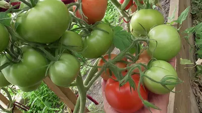 Свои свежие томаты до Нового Года. Какие сорта выбрать. Как хранить |  Дачная фанатка | Дзен