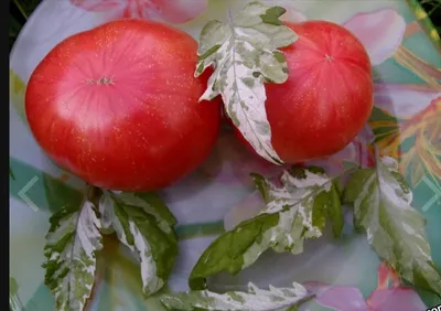 Какие помидоры получаются очень сладкими и вкусными, даже если они сняты с  куста зелеными и дозревают дома? Такие сорта есть! | Огородная азбука Ольги  Черновой. | Дзен