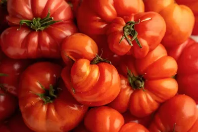 Какие бывают томаты: классификация видов, групп и сортов | Сад из бутылок,  Тепличное садоводство, Огород