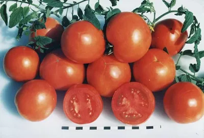 В какие страны экспортировал томаты Узбекистан в январе — статистика -  05.03.2021, Sputnik Узбекистан