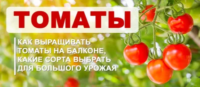 Сорта и характеристики помидоров. Описание и отзывы| Svitroslyn.ua