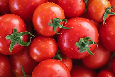 Сладкие плоды и устойчивость к болезням: какие сорта томатов порадуют  дачника хорошим урожаем