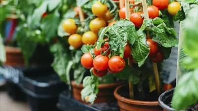 Расти, томат, большой и красный: когда и какие помидоры лучше посадить