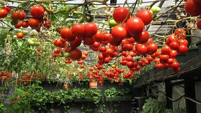 Эти томаты – ТРИКОЛОРЫ сводят меня с ума своей неземной красотой! А какие  они вкусные! Это не томаты! Это какие-то фантастические фрукты! | Огородная  азбука Ольги Черновой. | Дзен